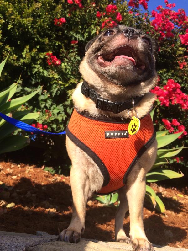 /Images/uploads/PUG NATION RESCUE OF LOS ANGELES/pugnationcalendar/entries/2406thumb.jpg